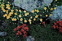 Indian Paintbrush & Cinquefoil